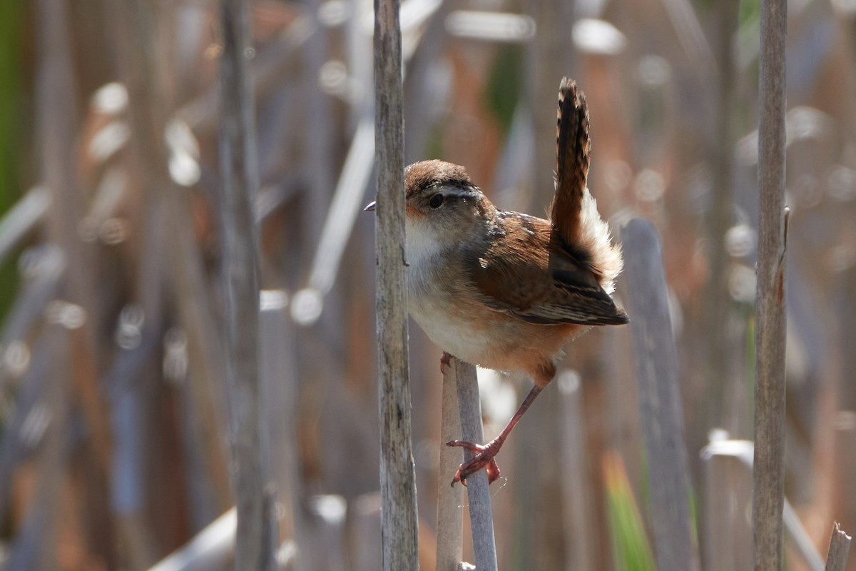 Marsh Wren - Elodie Roze