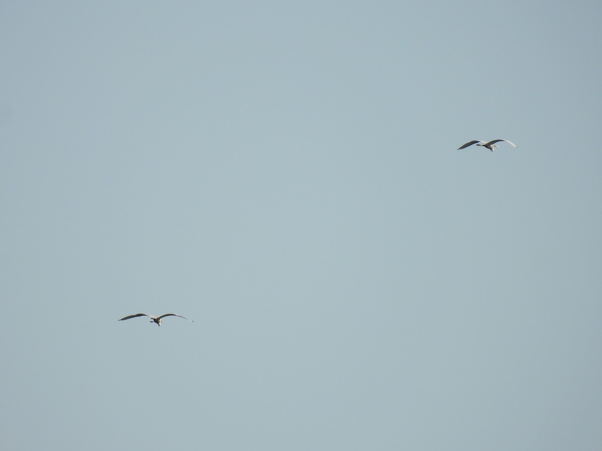 Great Egret - Rodrigo Quadros