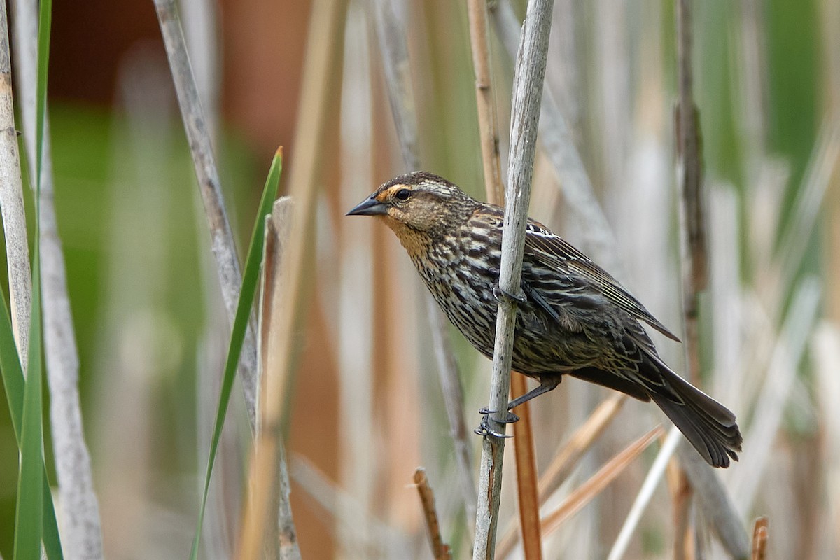 Red-winged Blackbird - Elodie Roze