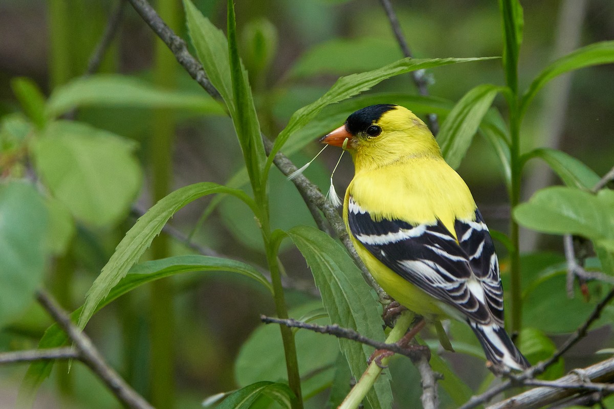 American Goldfinch - Elodie Roze