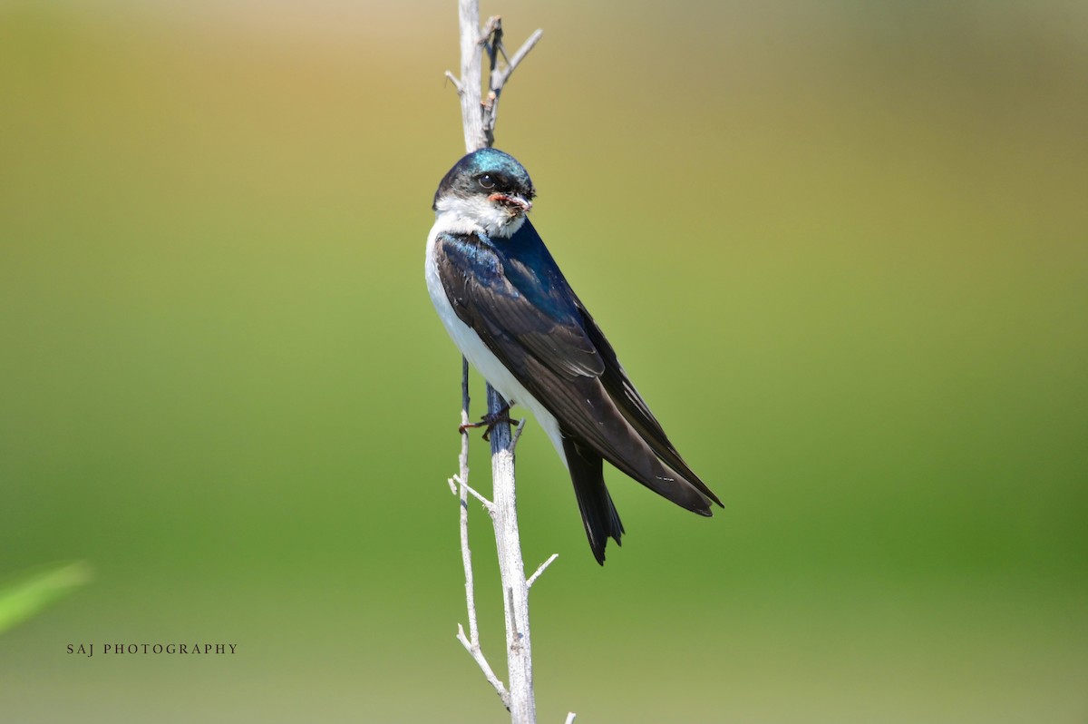 Tree Swallow - Scott Jack