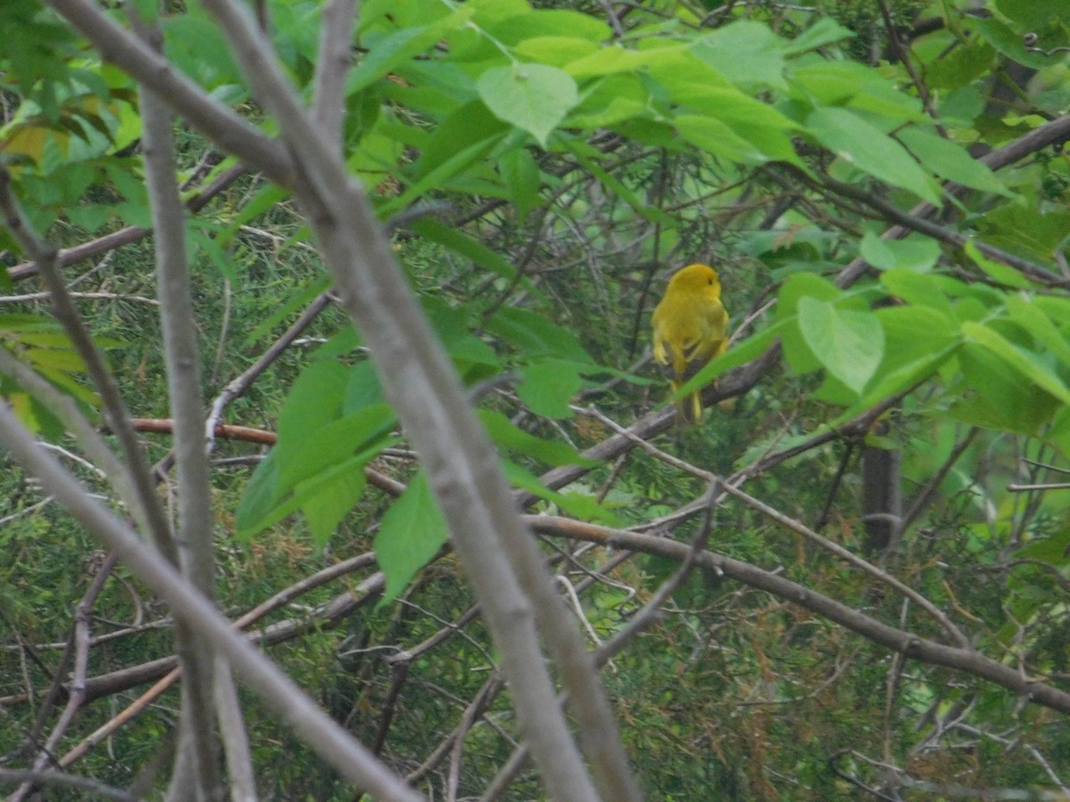 Yellow Warbler - Arrow Z L