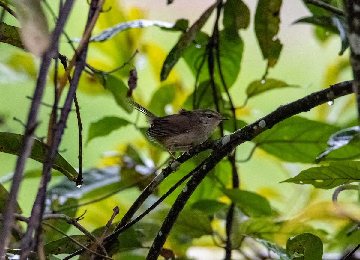 Brownish-flanked Bush Warbler - ML619523226