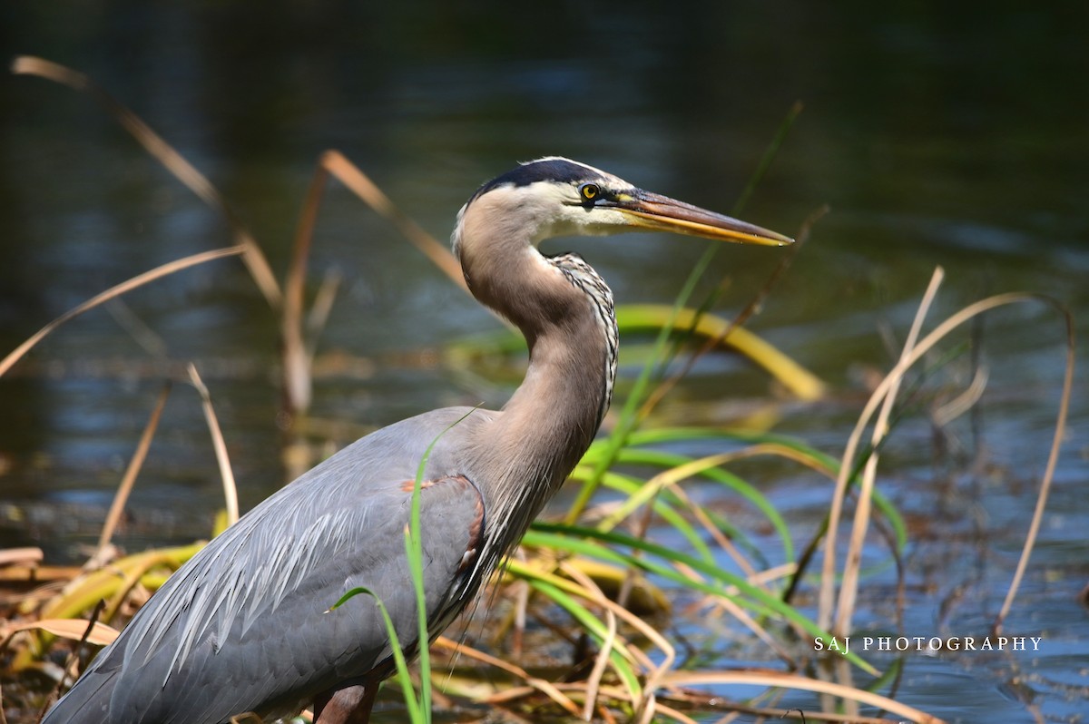 Great Blue Heron - Scott Jack