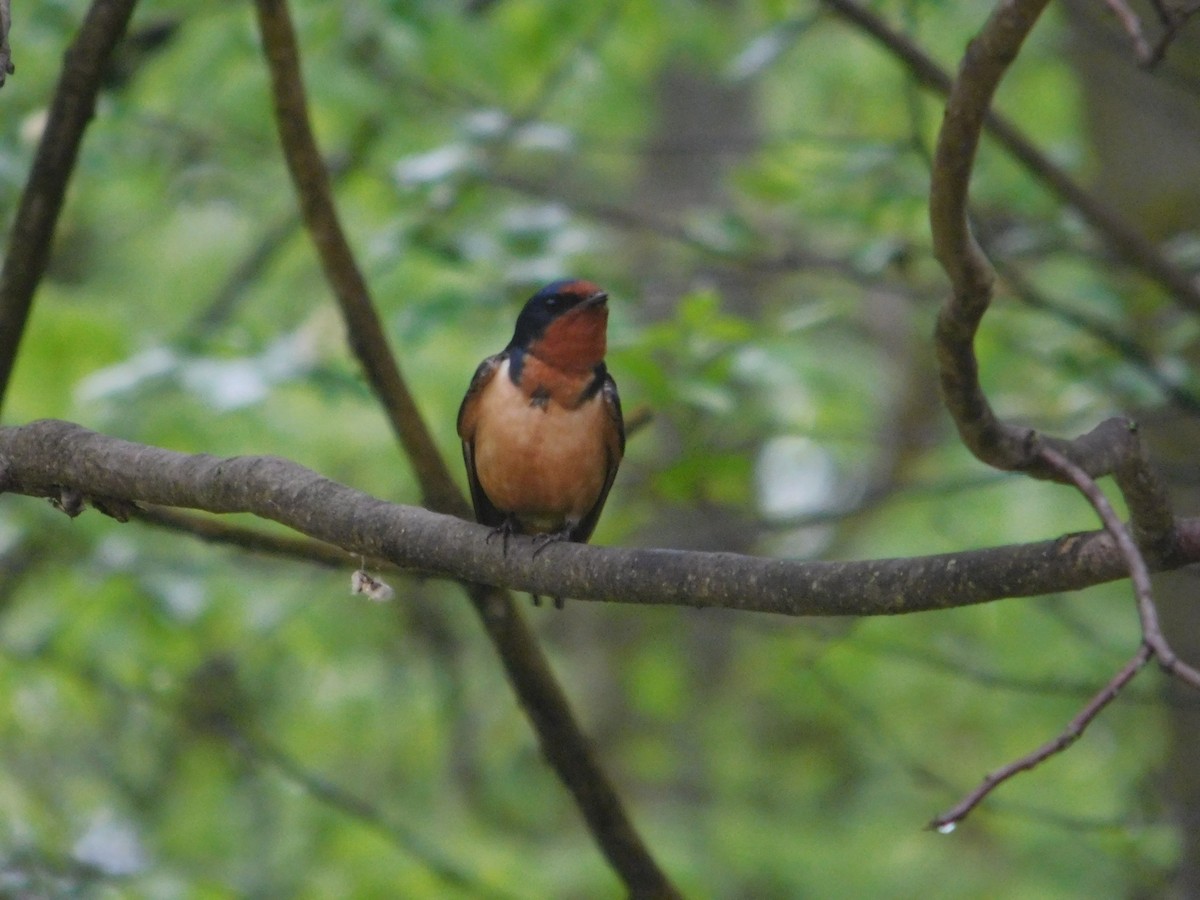 Barn Swallow - Arrow Z L