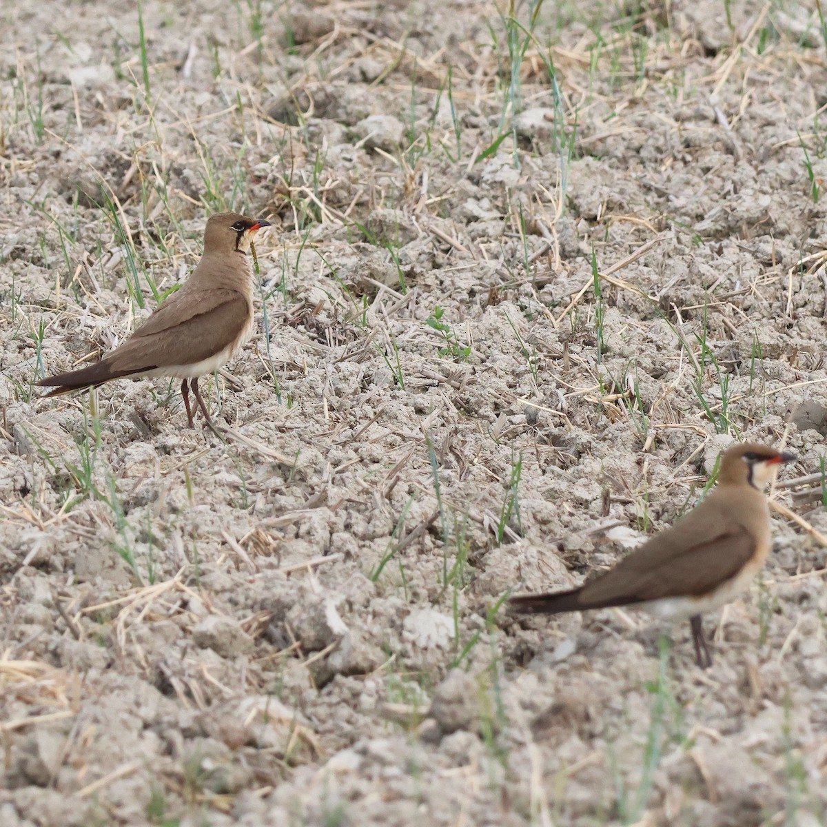 Oriental Pratincole - ML619523240