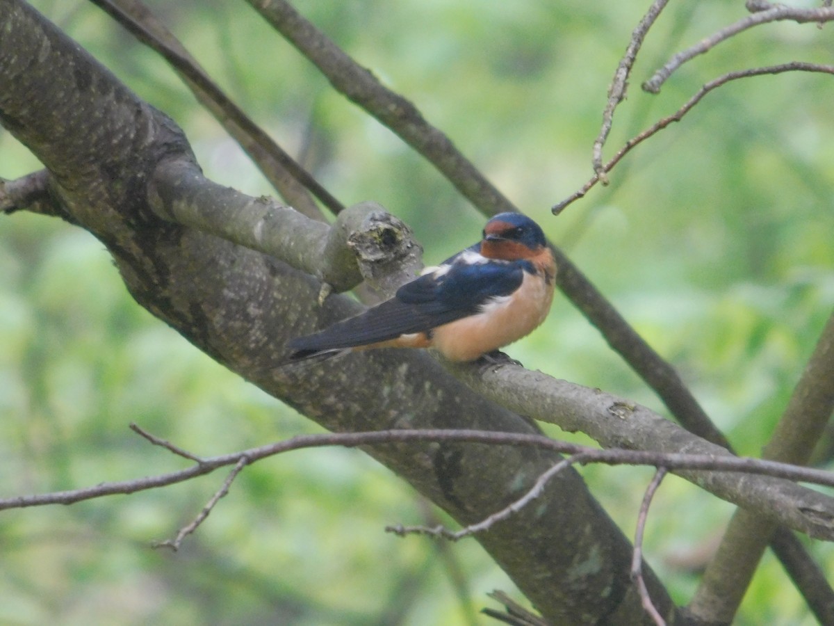 Barn Swallow - Arrow Z L