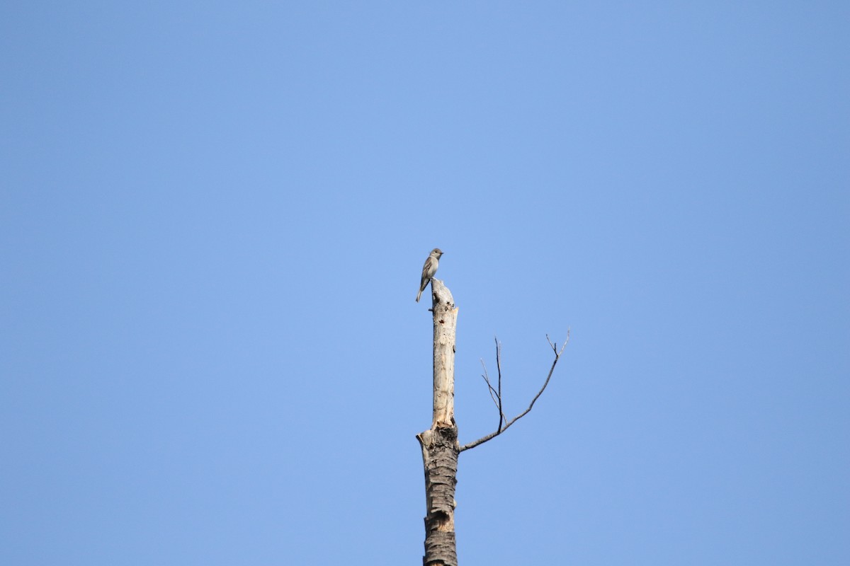 Western Wood-Pewee - Wade Baker