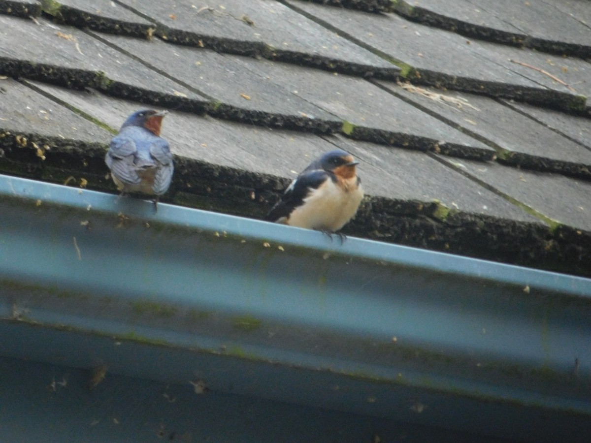 Barn Swallow - Arrow Z L