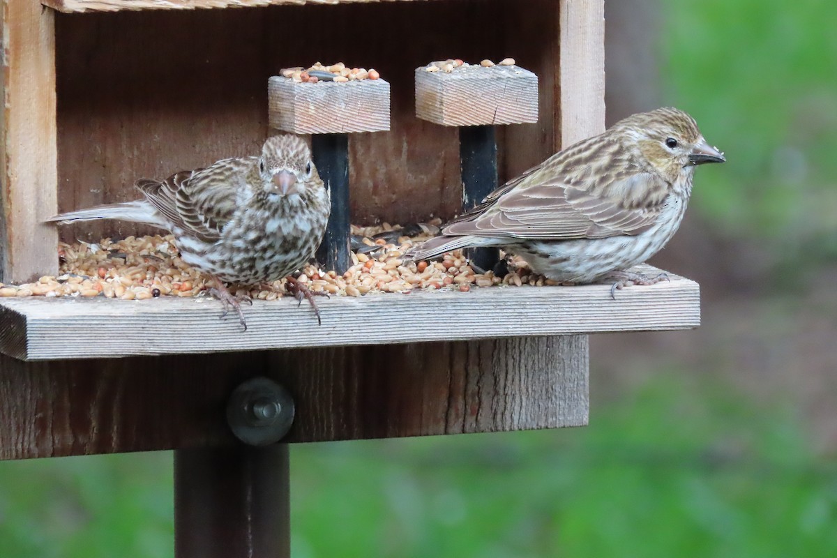 Cassin's Finch - Shane Dollman