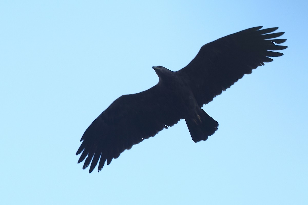 Lesser Spotted Eagle - Donna Pomeroy