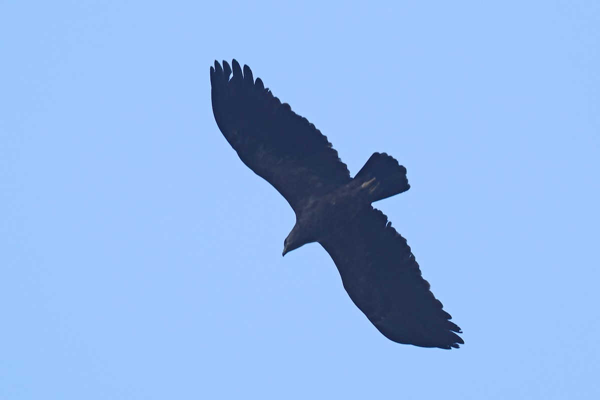 Lesser Spotted Eagle - Donna Pomeroy