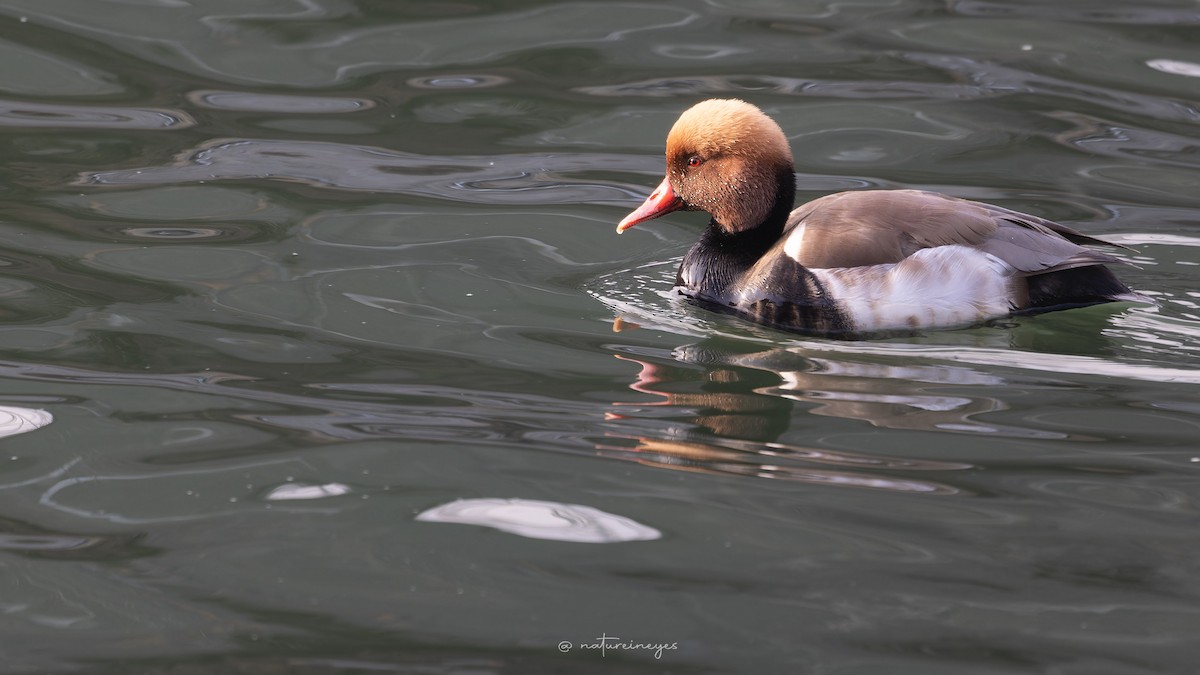 Red-crested Pochard - Weeds S