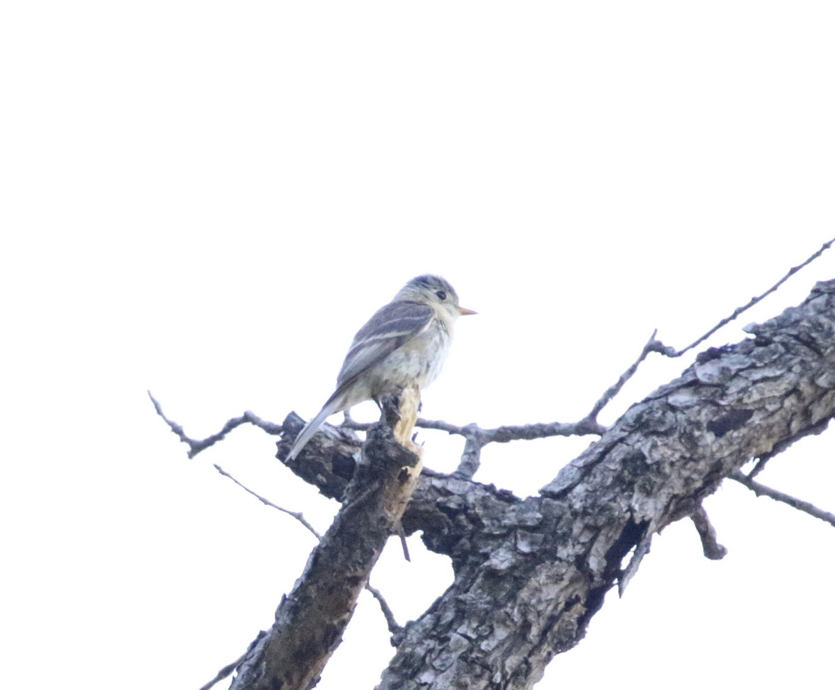 Buff-breasted Flycatcher - Wade Baker