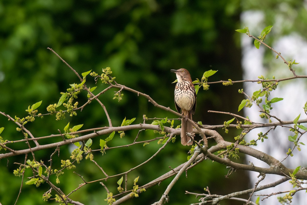 Brown Thrasher - Steve Rappaport