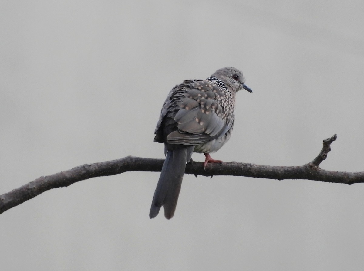 Spotted Dove - Manju Sinha