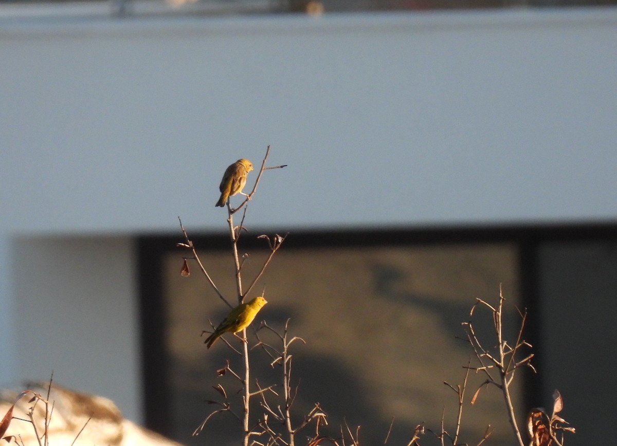 Saffron Finch - Rodrigo Quadros