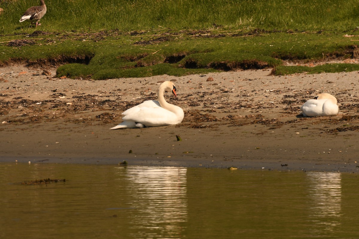 Mute Swan - ML619523290