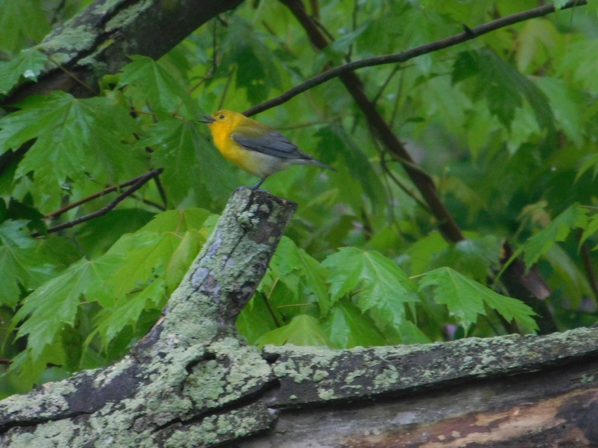 Prothonotary Warbler - Arrow Z L