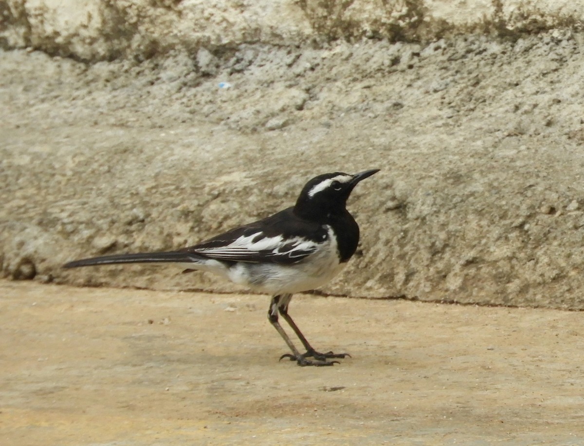 White-browed Wagtail - Manju Sinha