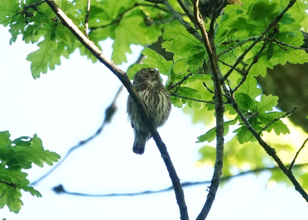Eurasian Pygmy-Owl - Thomas Gibson