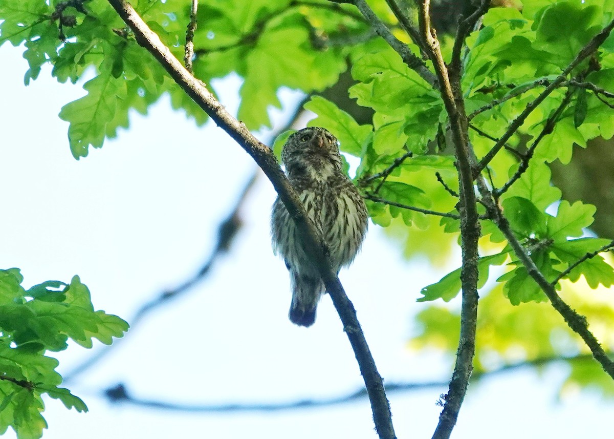 Eurasian Pygmy-Owl - Thomas Gibson