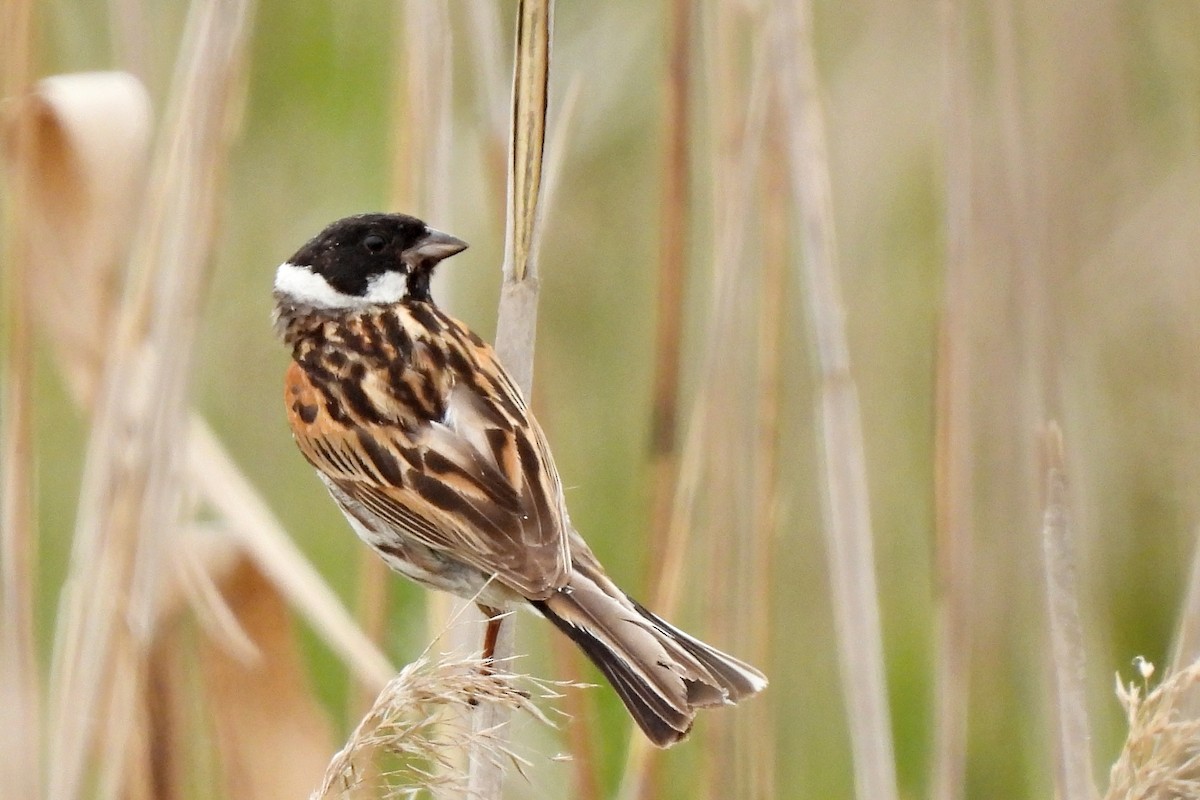 Reed Bunting - Leszek Noga