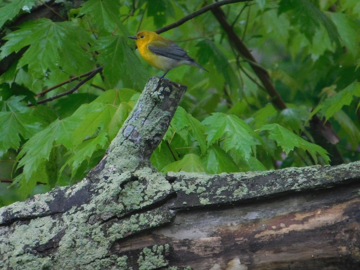 Prothonotary Warbler - Arrow Z L