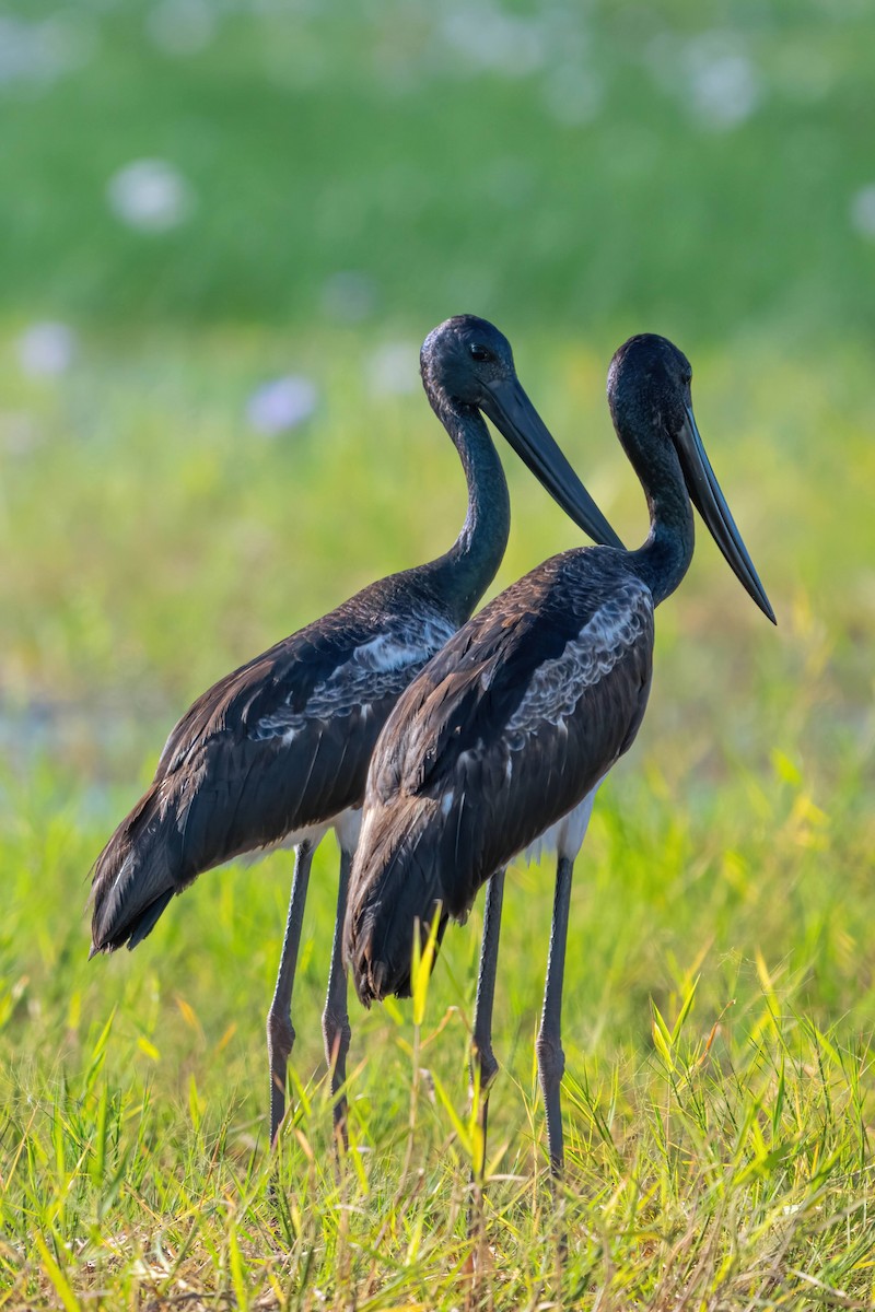 Black-necked Stork - Anthony Zimmermann