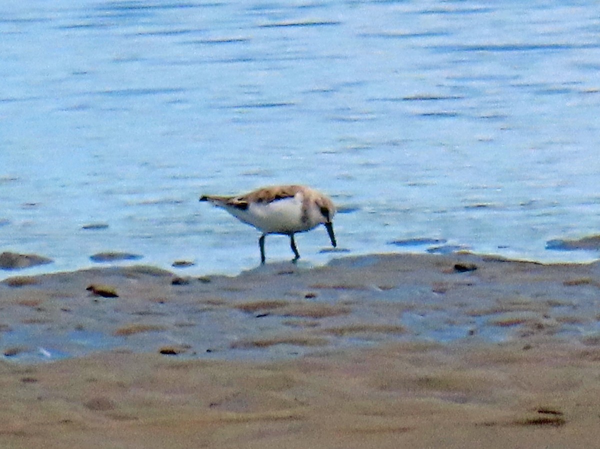 Semipalmated Sandpiper - JoAnn Potter Riggle 🦤