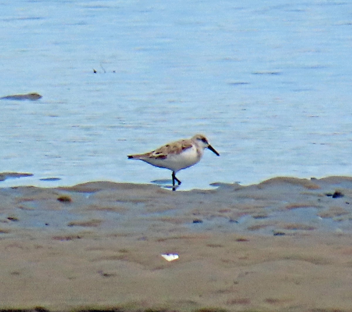 Semipalmated Sandpiper - JoAnn Potter Riggle 🦤