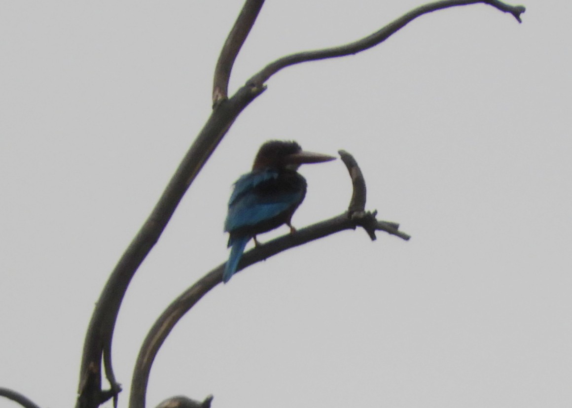 White-throated Kingfisher - Manju Sinha