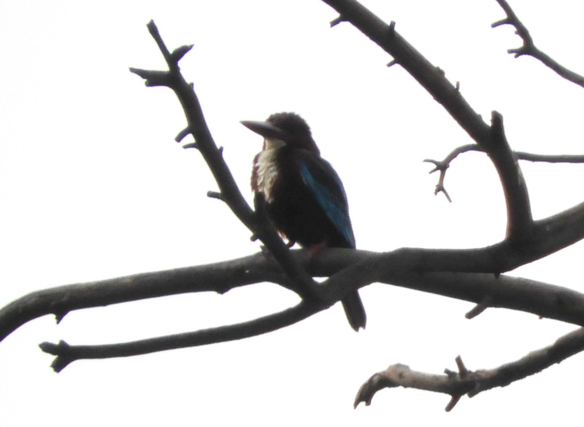 White-throated Kingfisher - Manju Sinha