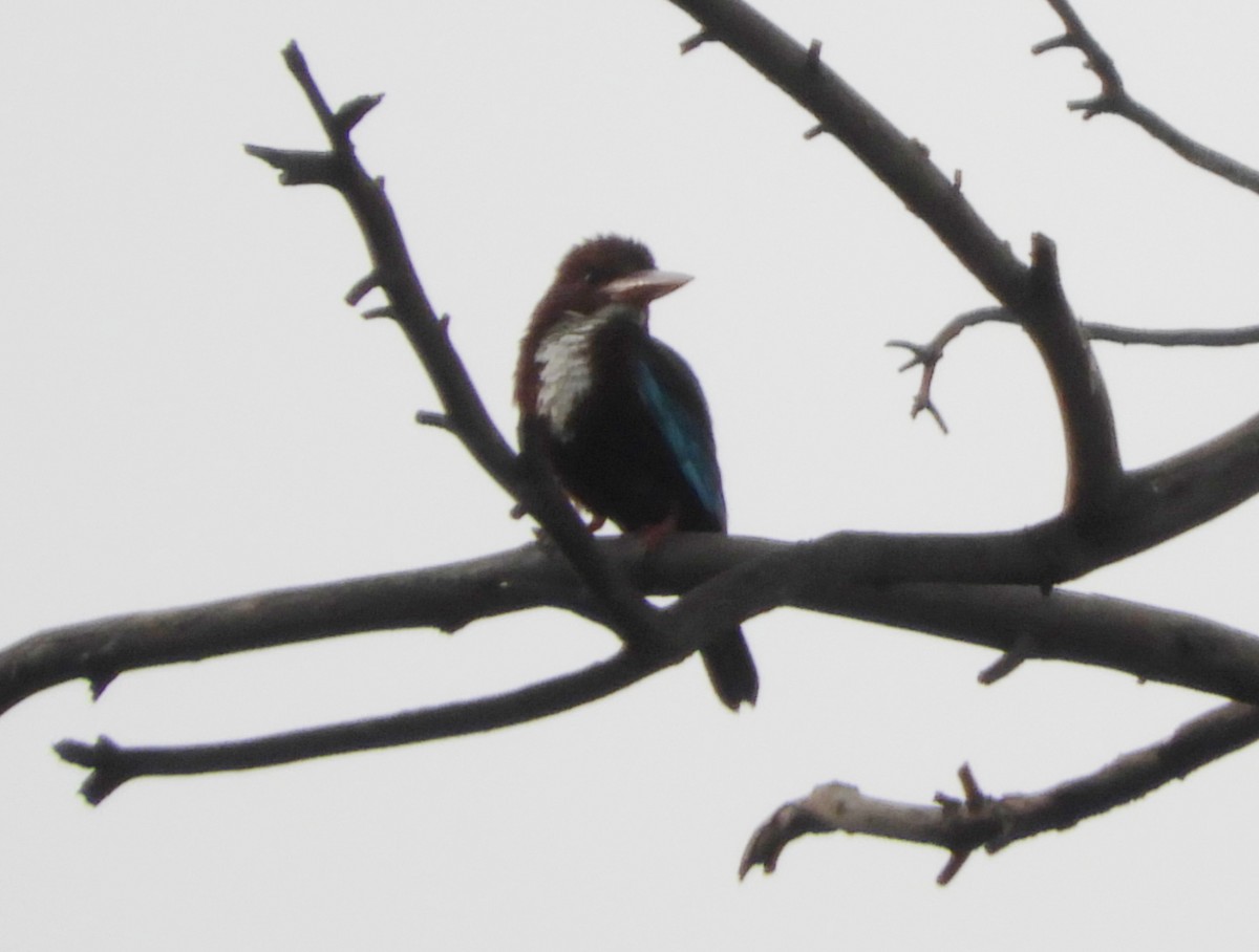 White-throated Kingfisher - Manju Sinha