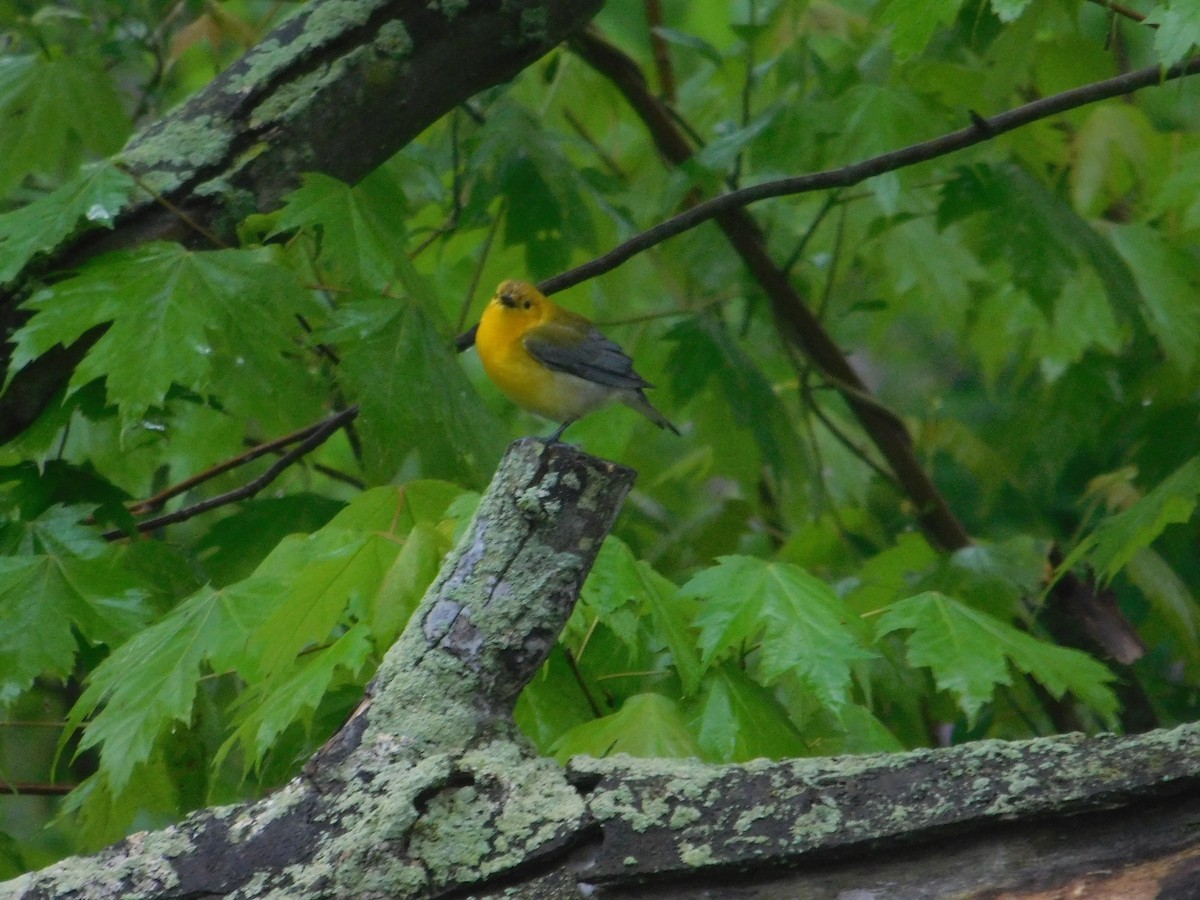 Prothonotary Warbler - Arrow Z L