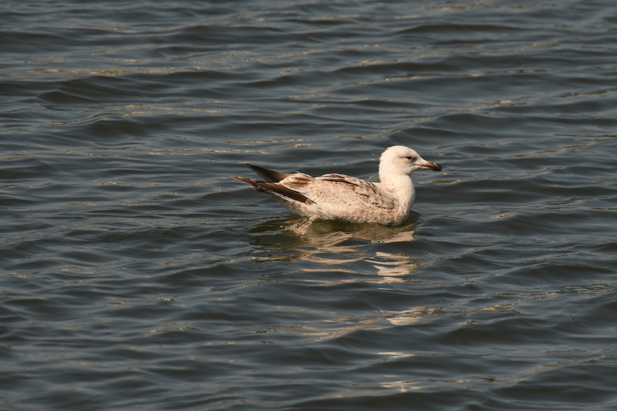 Herring Gull - Sunanda Vinayachandran