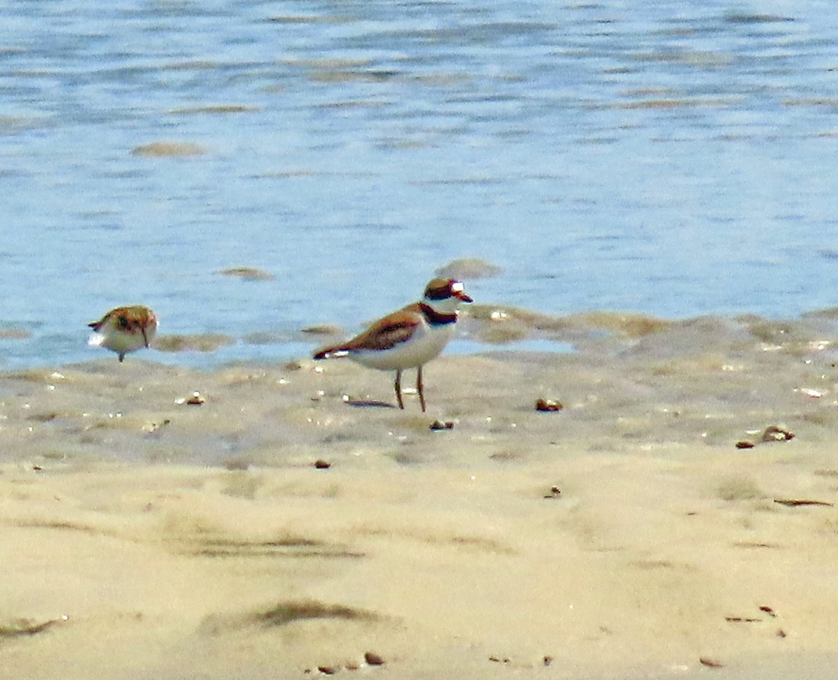 Semipalmated Plover - JoAnn Potter Riggle 🦤