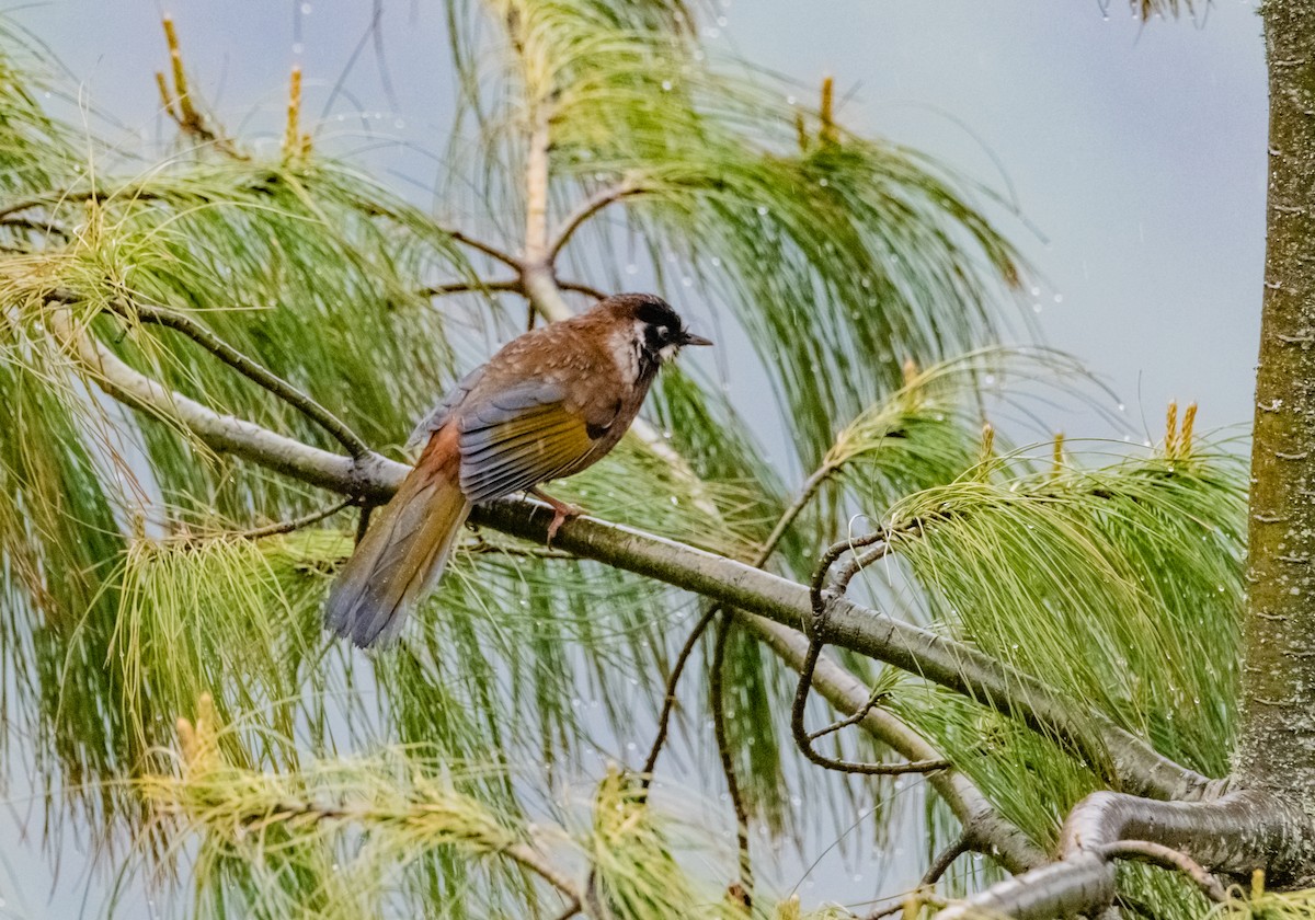 Black-faced Laughingthrush - Arun Raghuraman