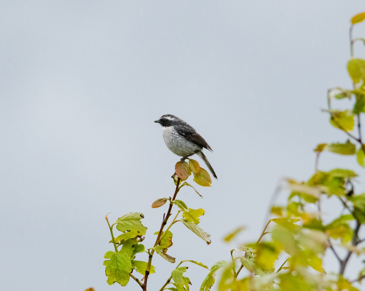 Gray Bushchat - Arun Raghuraman