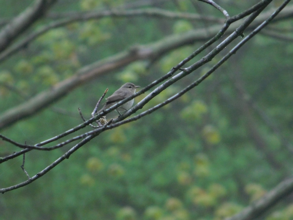 Warbling Vireo - Arrow Z L