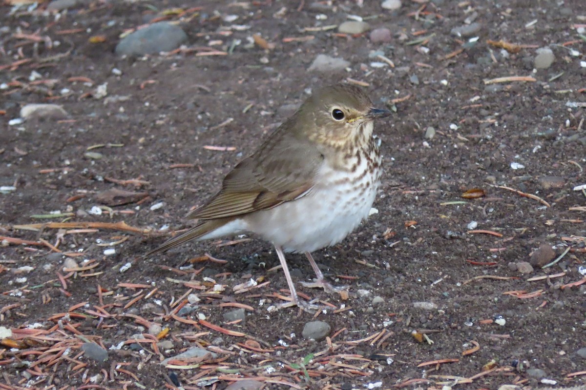 Swainson's Thrush - Shane Dollman