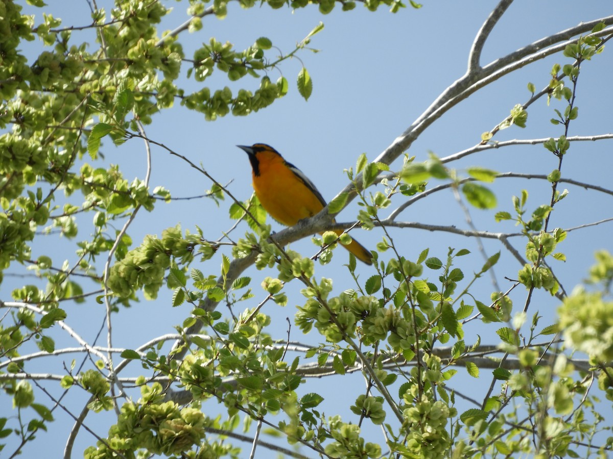 Bullock's Oriole - Thomas Bürgi