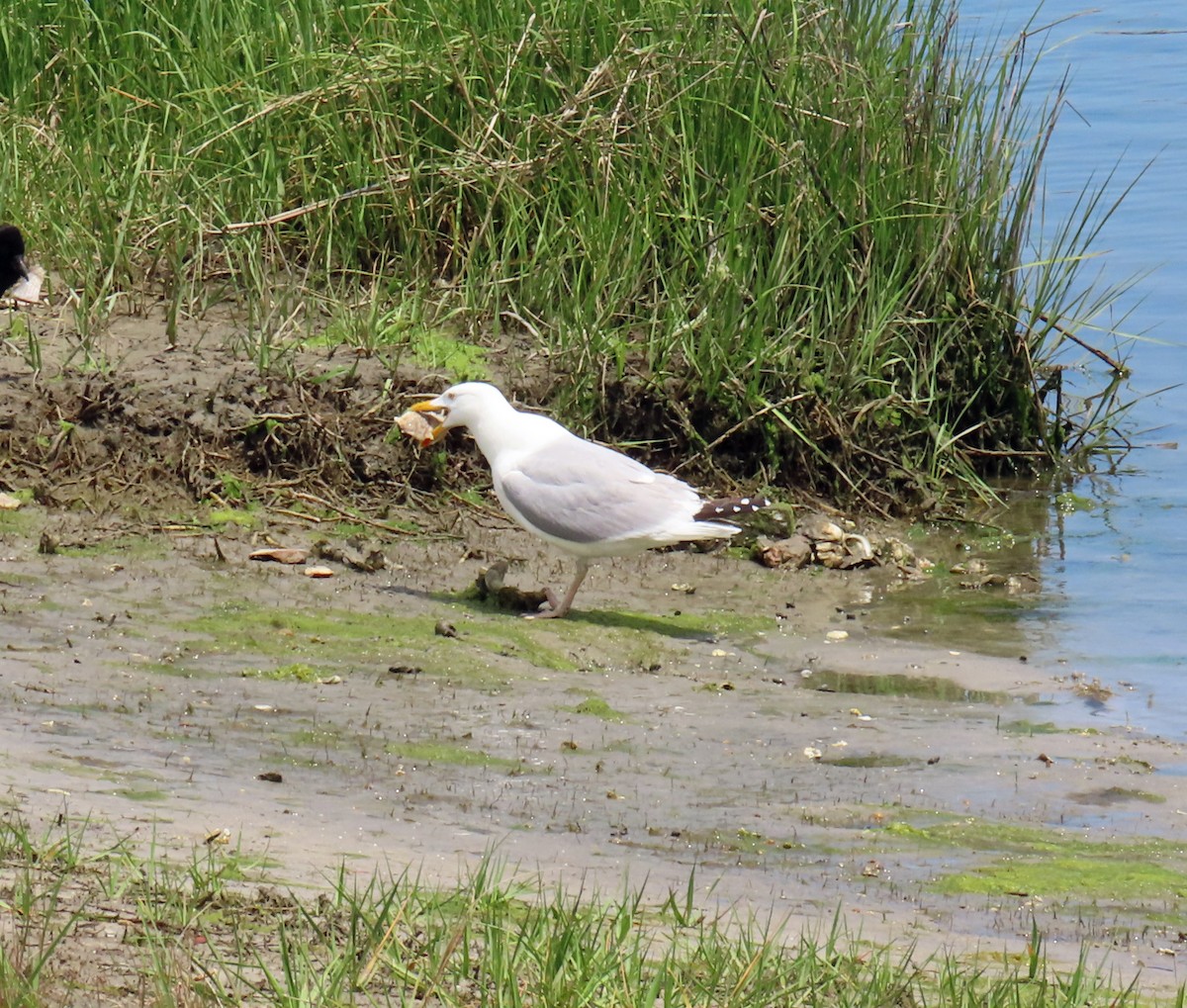 Herring Gull - JoAnn Potter Riggle 🦤