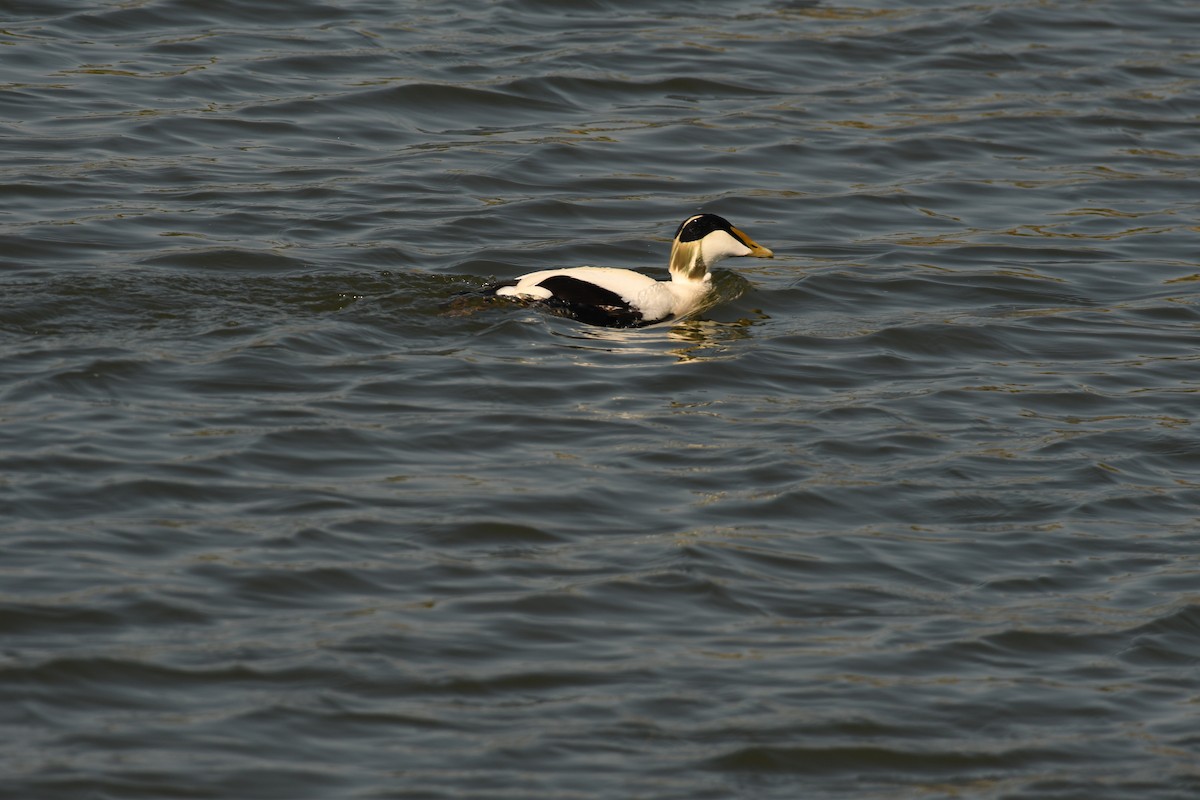 Common Eider - Sunanda Vinayachandran