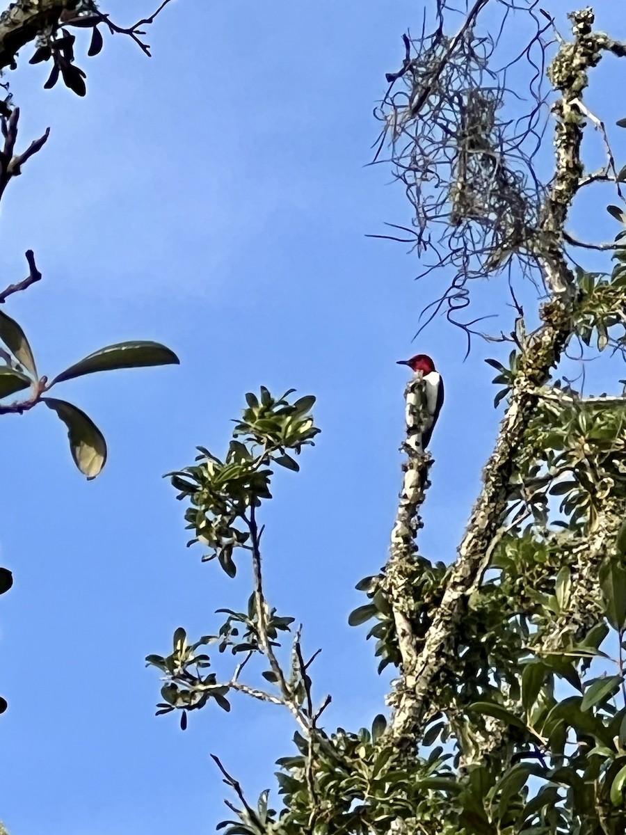 Red-headed Woodpecker - Stephanie Parker