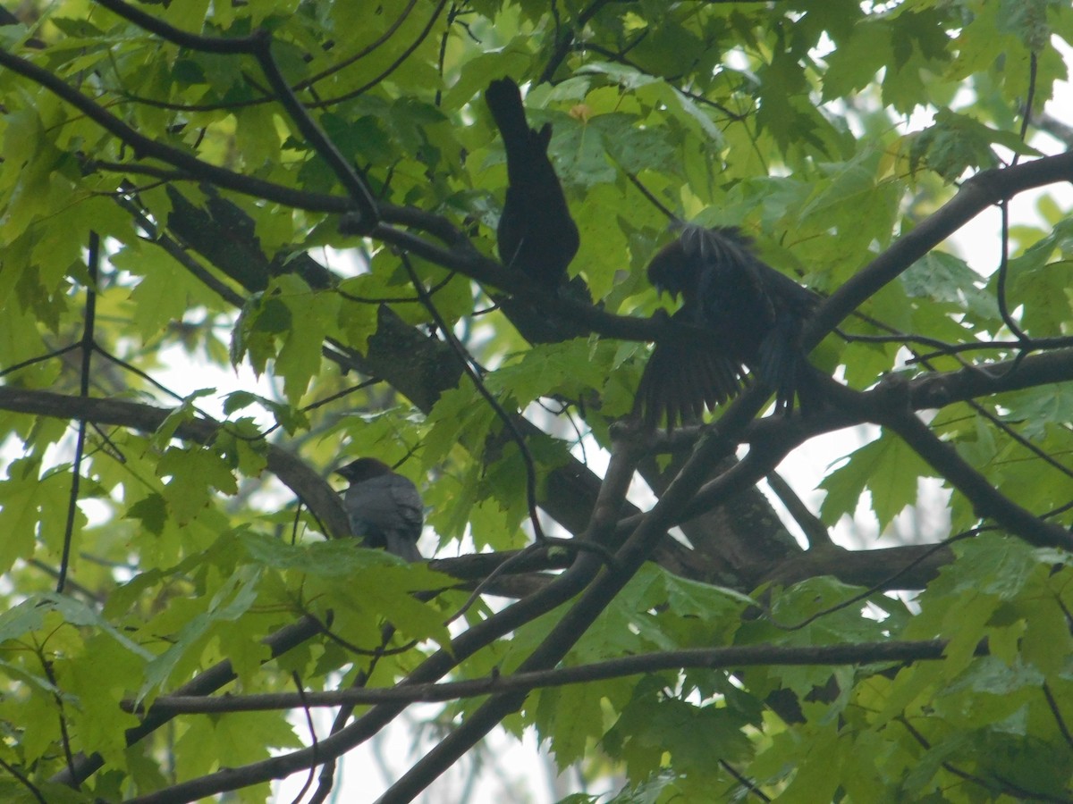 Brown-headed Cowbird - Arrow Z L