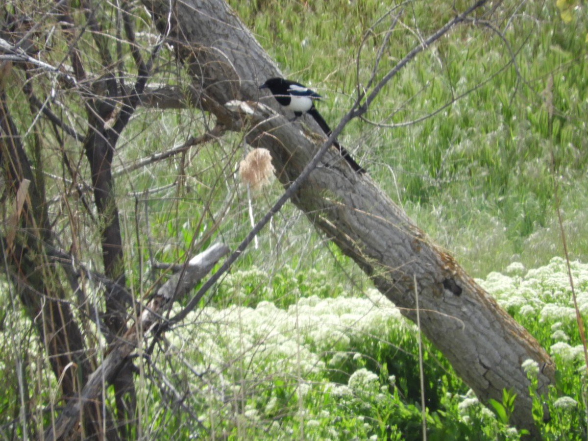 Black-billed Magpie - Thomas Bürgi