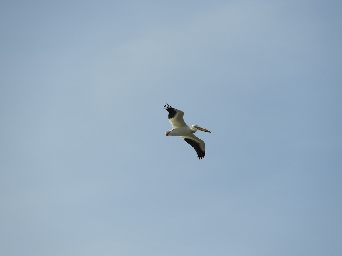 American White Pelican - Thomas Bürgi
