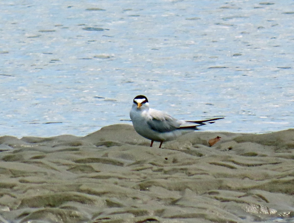 Least Tern - JoAnn Potter Riggle 🦤