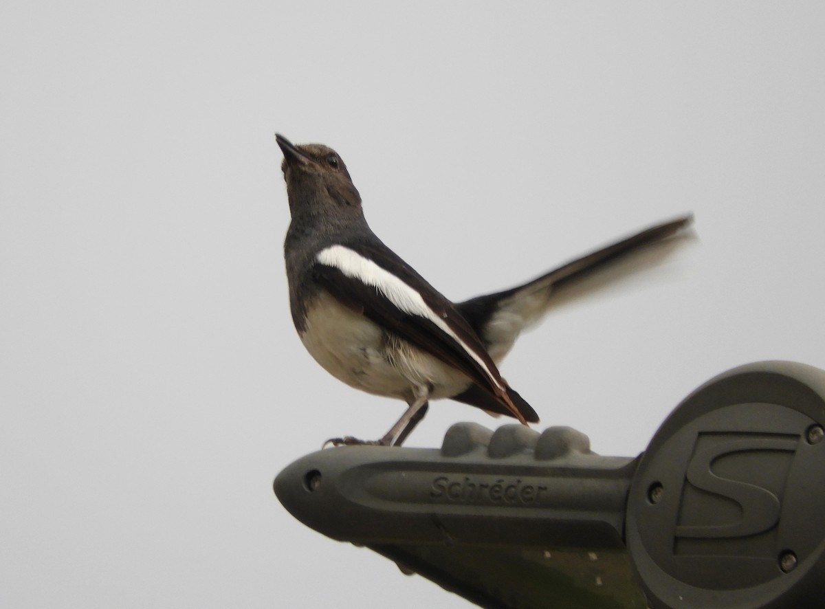 Oriental Magpie-Robin - Manju Sinha